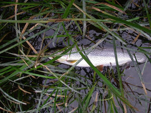 qualicum river fishing report