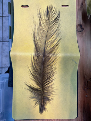 Open image in slideshow, Rhea Feathers
